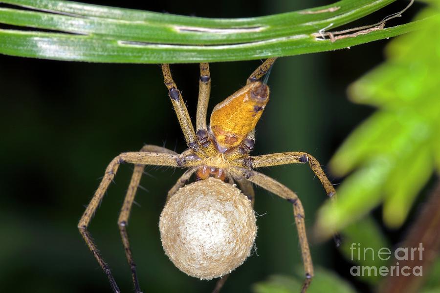 Spider Photograph - Nursery Web Spider Carrying An Egg Sac by Dr Keith Wheeler/science Photo Library