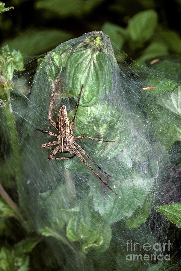 Nursery-web Spider Photograph by Martyn F. Chillmaid/science Photo Library