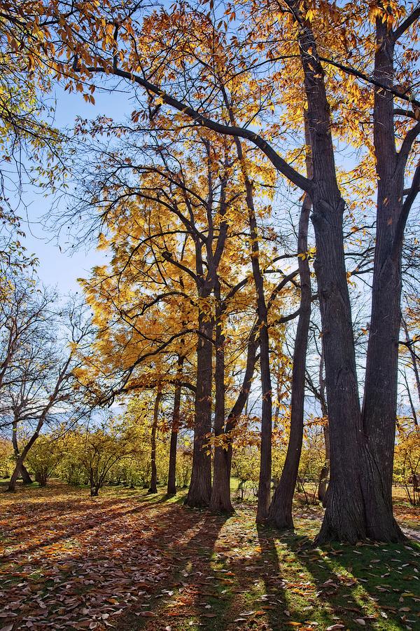 Nut Farm Autumn Trees Photograph by Allan Van Gasbeck - Fine Art America