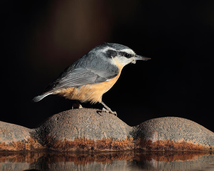 Nuthatch 4205 Photograph by John Moyer