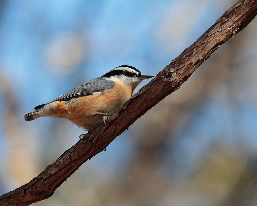Nuthatch 4443 Photograph by John Moyer