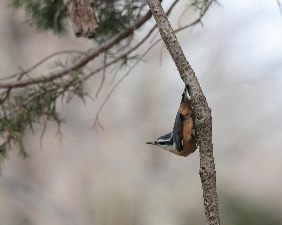 Nuthatch 5584 Photograph