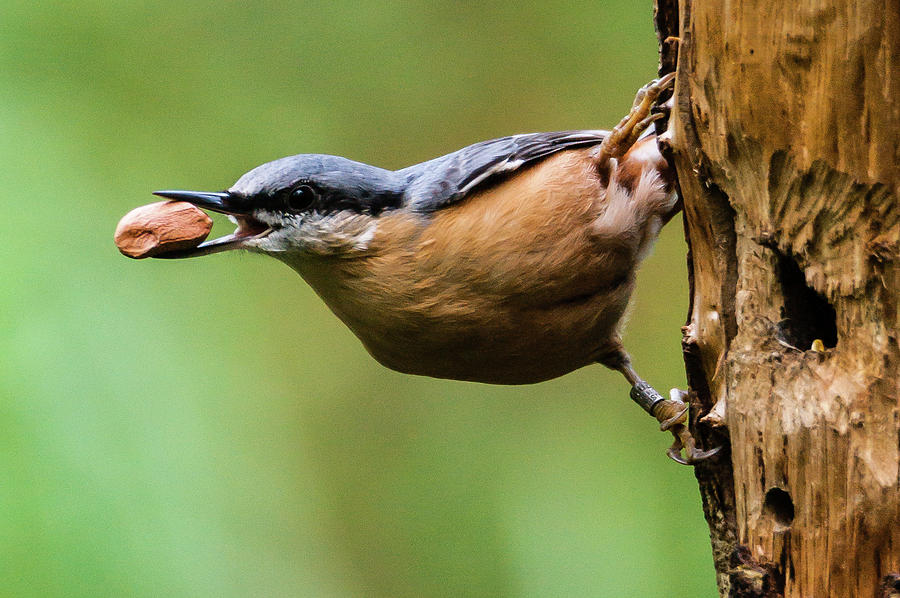 Nature Photograph - Nuthatch by Andy Beattie