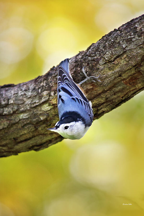 Nuthatch Bird Photograph by Christina Rollo