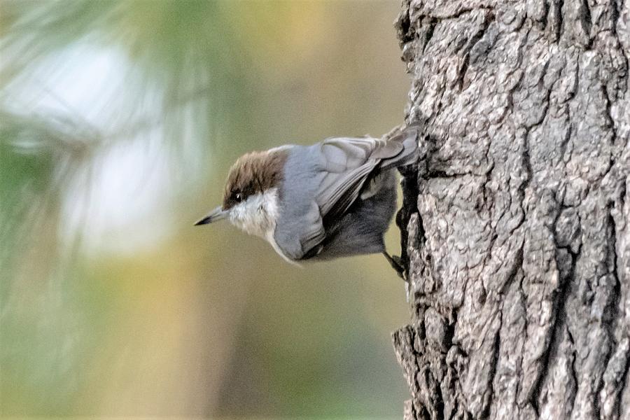 Nuthatch on a Tree Photograph by Mary Ann Artz