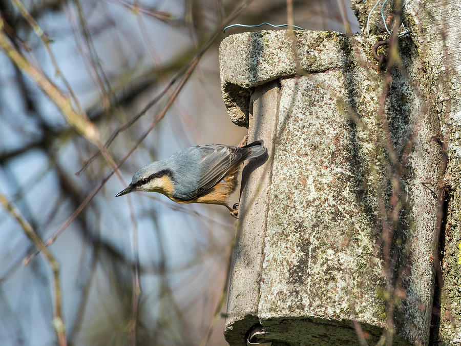 Nuthatch On The Nest Box Photograph by Konrad Wothe