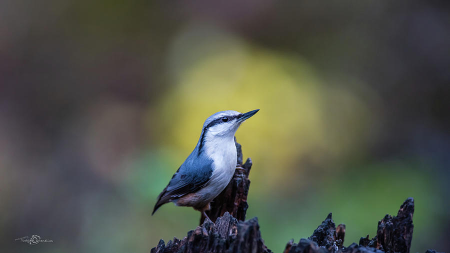 Nuthatch on the spot Photograph by Torbjorn Swenelius