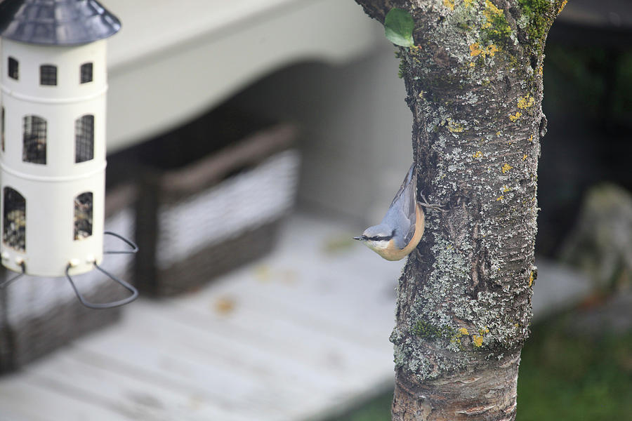 Nuthatch On The Tree Trunk Looking At The Bird Feeder Photograph by Sonja Zelano