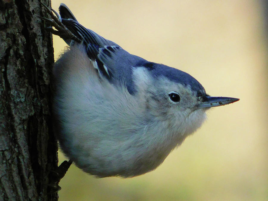 Nuthatch Portrait Photograph by Nathan Yoder - Fine Art America