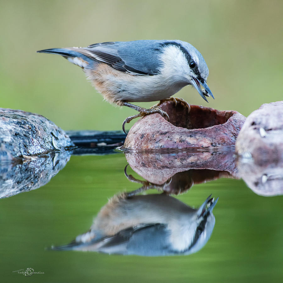 Nuthatchs catch Photograph by Torbjorn Swenelius