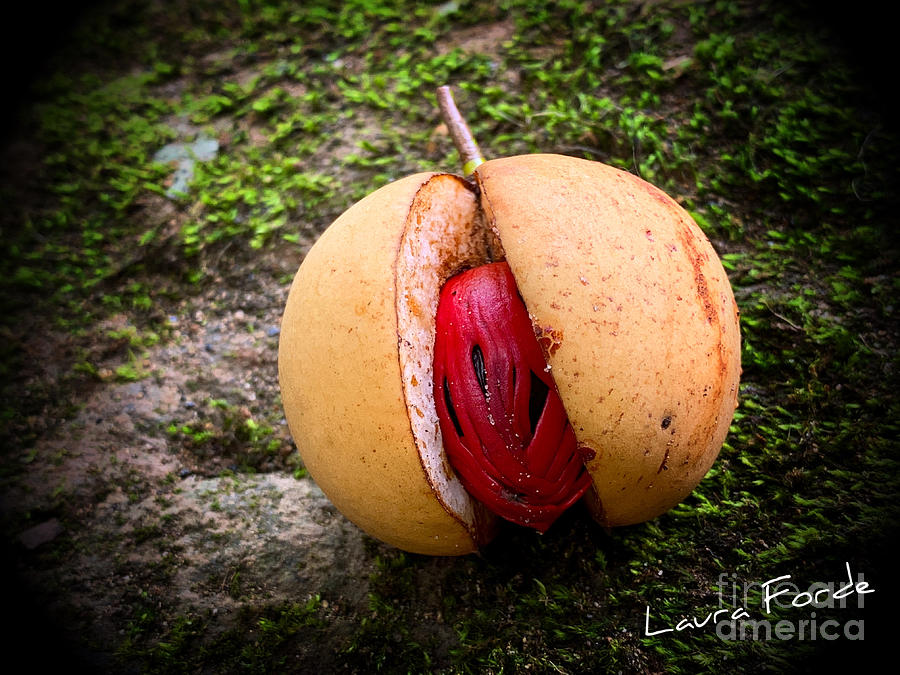 Nutmeg Photograph by Laura Forde