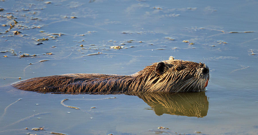 Nutria Swimming. Camargue, France. Photograph by Tony Heald / Naturepl ...