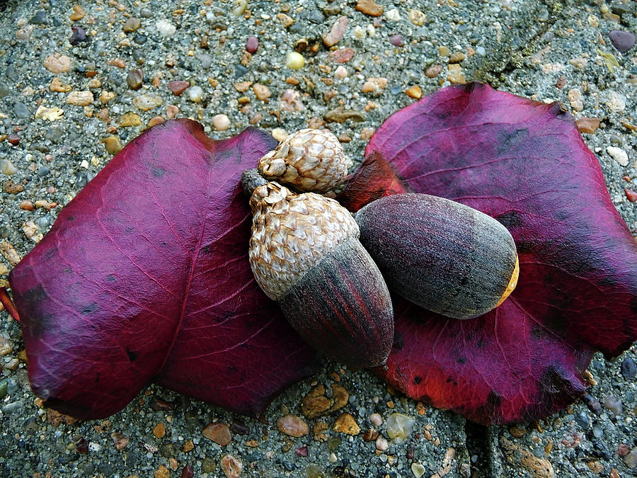 Nuts And Leaves Photograph by Jonathan Garrett