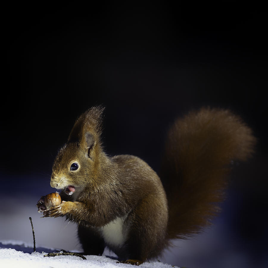 Wildlife Photograph - Nuts by Hannes Bertsch