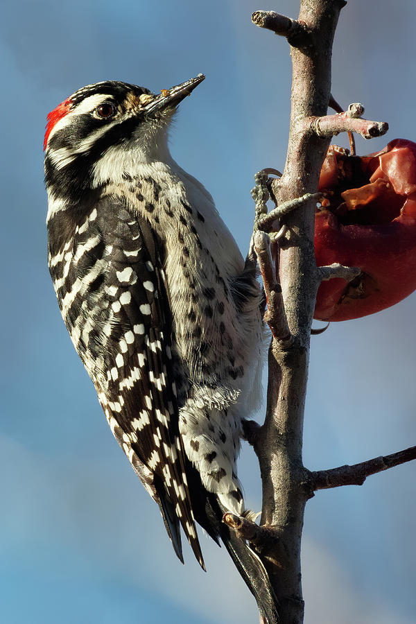 Nuttall Woodpecker in the Apple Tree  Photograph by Kathleen Bishop