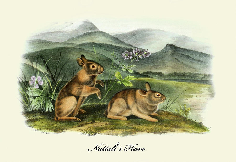 Nuttalls Hare Painting by John Joseph Audubon