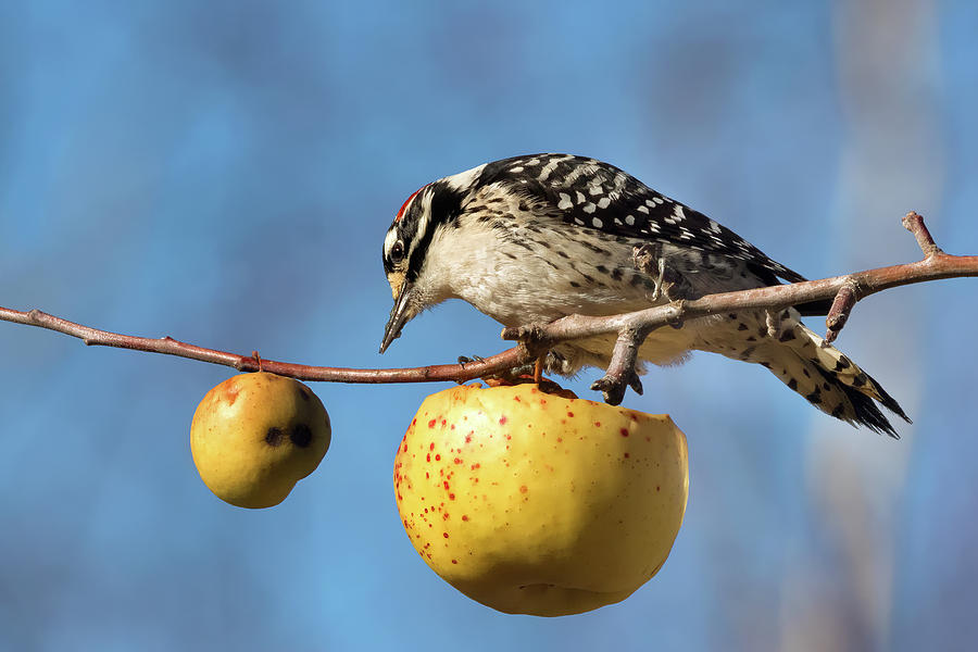 Nuttalls Woodpecker and Golden Delicious  Photograph by Kathleen Bishop