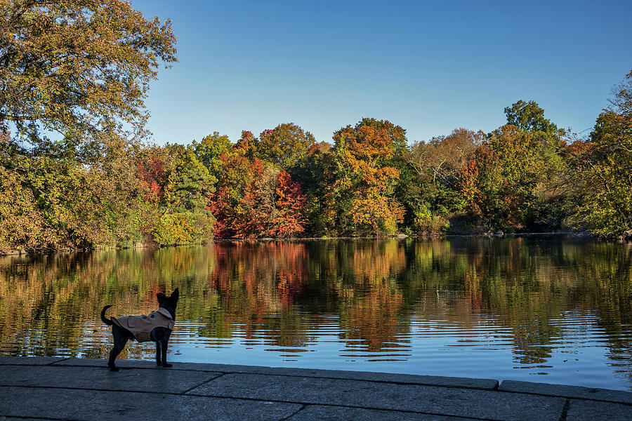 Ny, Nyc, Central Park, Dog By The Lake Digital Art by Lumiere