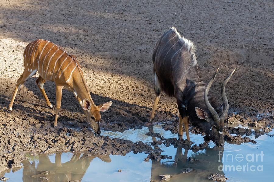 Nyala Bull And Ewe Drinking Photograph by Peter Chadwick/science Photo Library