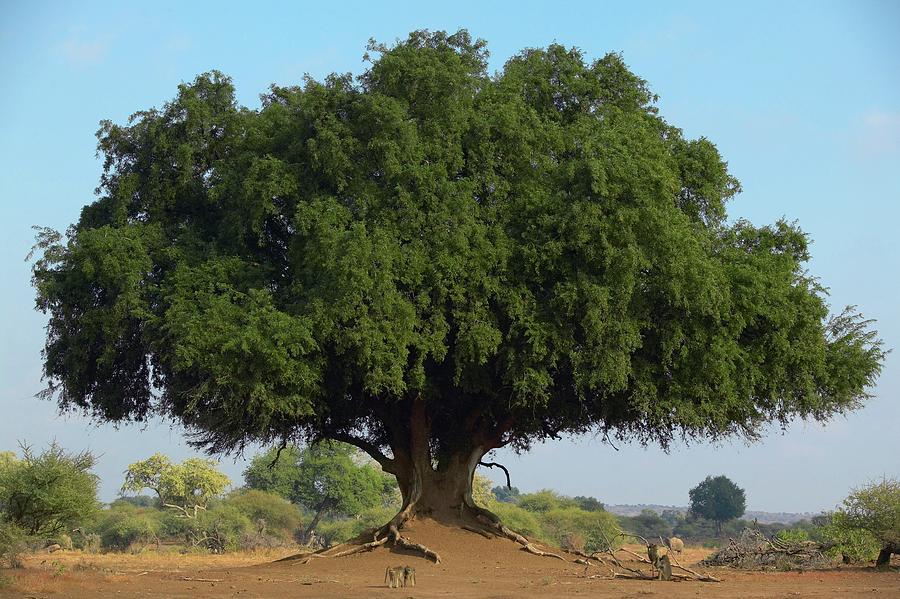 Nyala Tree Or Mashatu Tree Photograph by Roger De La Harpe - Fine Art ...