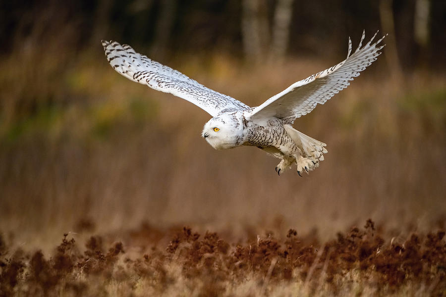 Nyctea Scandiaca, Snowy Owl Photograph by Petr Simon