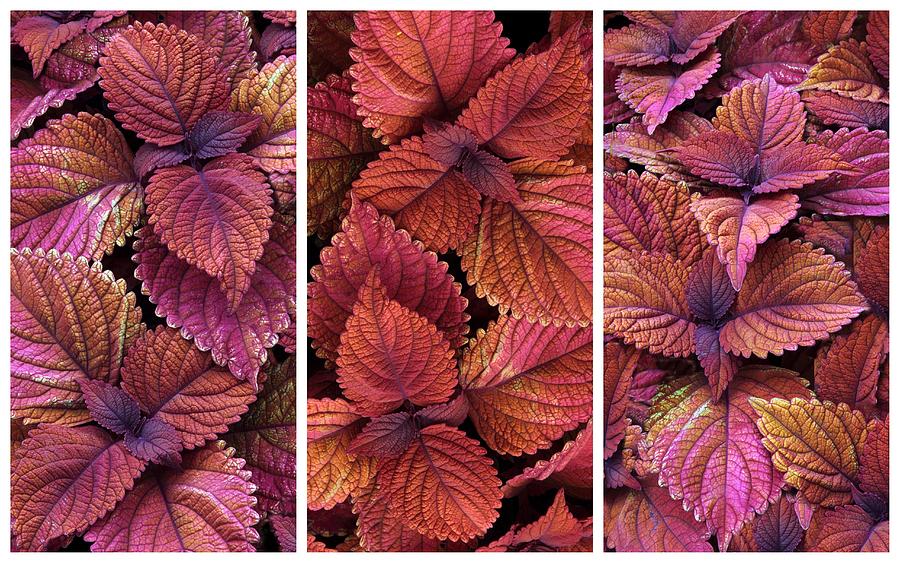 Coleus Collage II Photograph by Jessica Jenney