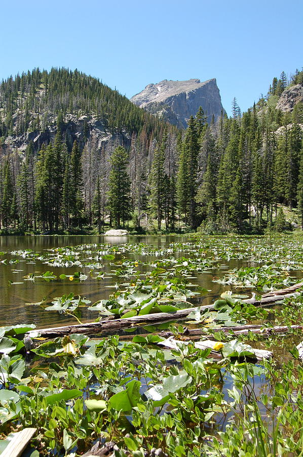 Nymph Lake in Summer - Rocky Mt. National Park Photograph by Jennifer Forsyth