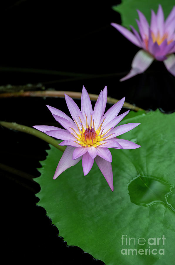Nymphaea A Siebert Waterlily Photograph by Tim Gainey