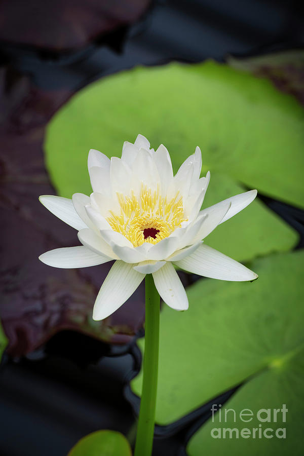 Nymphaea Alexii  Photograph by Tim Gainey