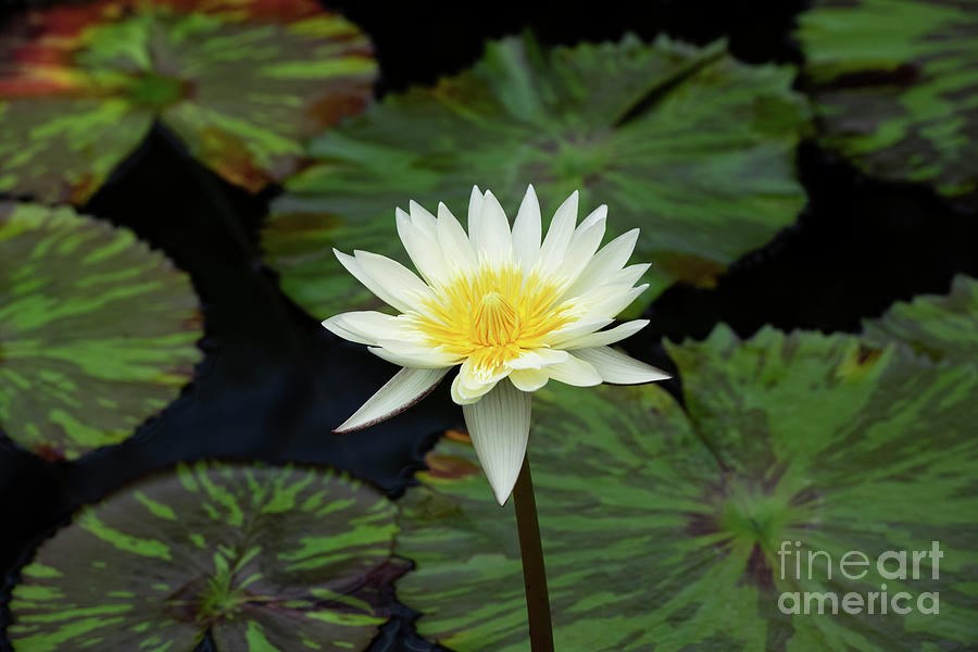 Flower Photograph - Nymphaea Camembert by Tim Gainey