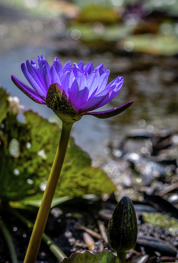 Nymphaea nouchali Photograph by Susie Weaver