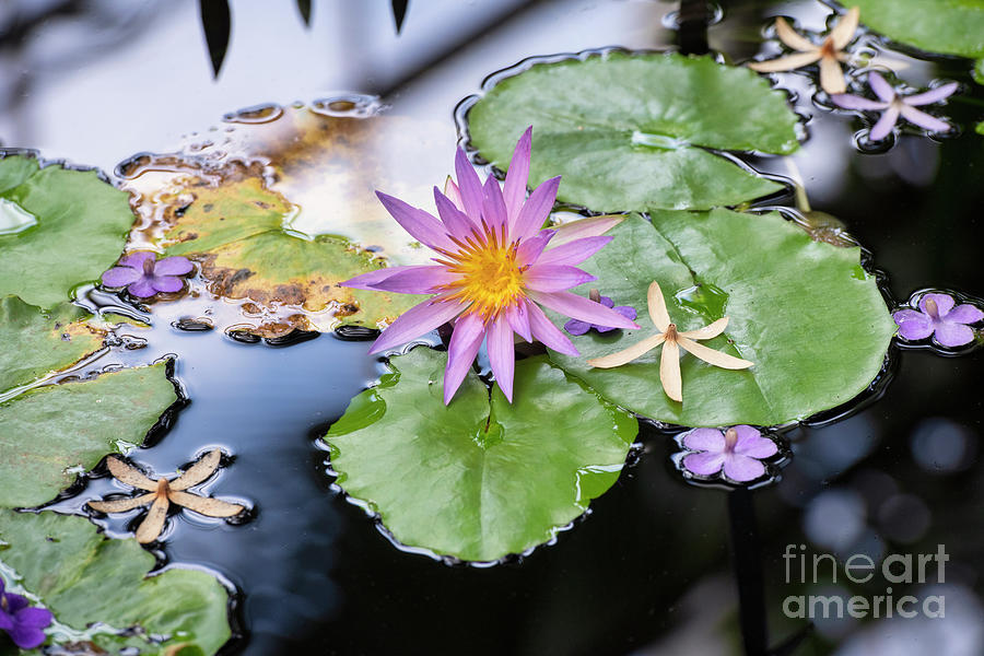 Nymphaea robert strawn selective focus landscape by Tim Gainey Nymphaea robert strawn selective focus landscape by Tim Gainey