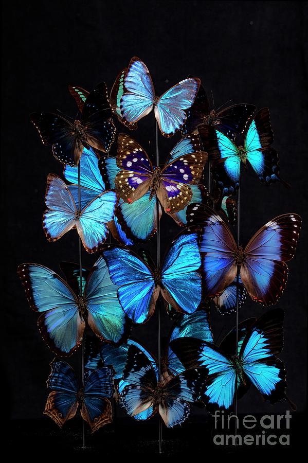 Wildlife Photograph - Nymphalid Butterfly Specimens by Pascal Goetgheluck/science Photo Library