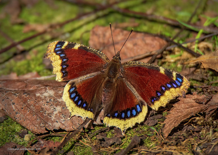 Nymphalis Antiopa Butterfly Photograph by LeeAnn McLaneGoetz McLaneGoetzStudioLLCcom