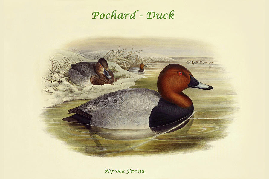 Nyroca Ferina - Pochard - Duck Painting by John Gould