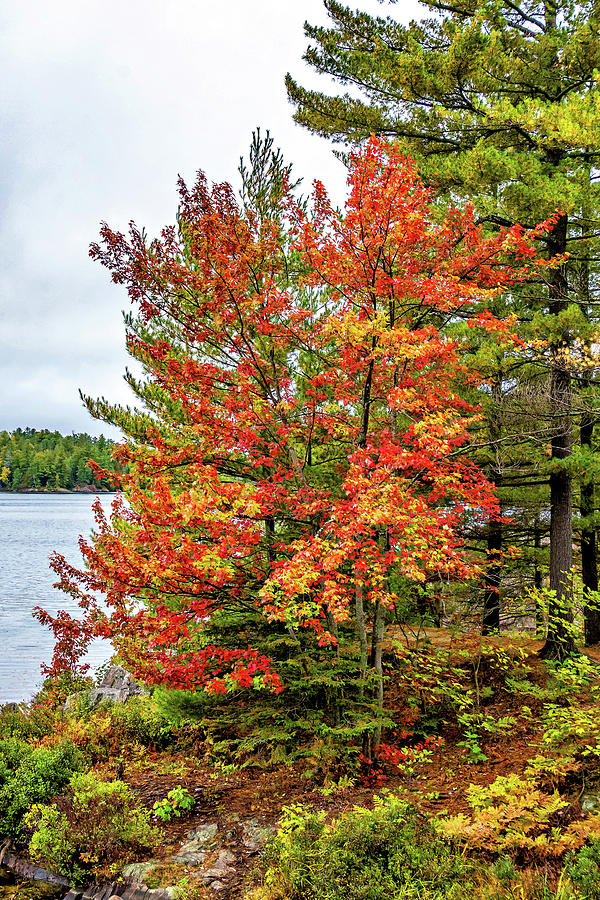 O Canada - Autumn on the Canadian Shield 10 Photograph by Steve Harrington