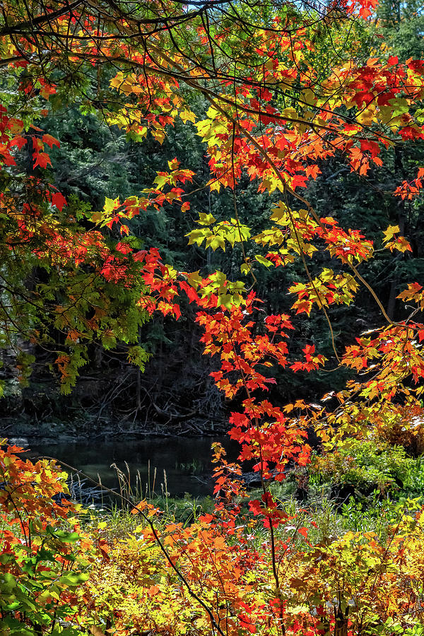 O Canada - Dueling Autumn Leaves 10 Photograph