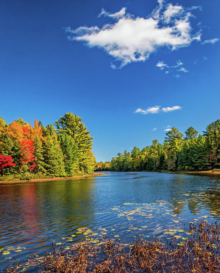O Canada - Dueling Autumn Leaves 12  Photograph by Steve Harrington