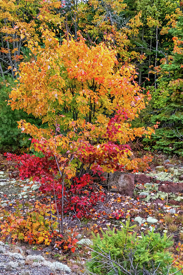 O Canada - Dueling Autumn Leaves 3 Photograph
