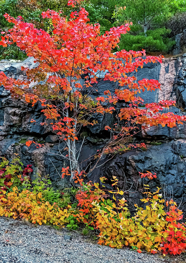 O Canada - Dueling Autumn Leaves 4 Photograph