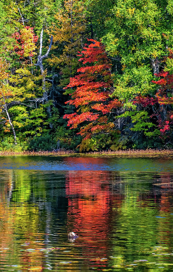 O Canada - Dueling Autumn Leaves 5 Photograph by Steve Harrington ...