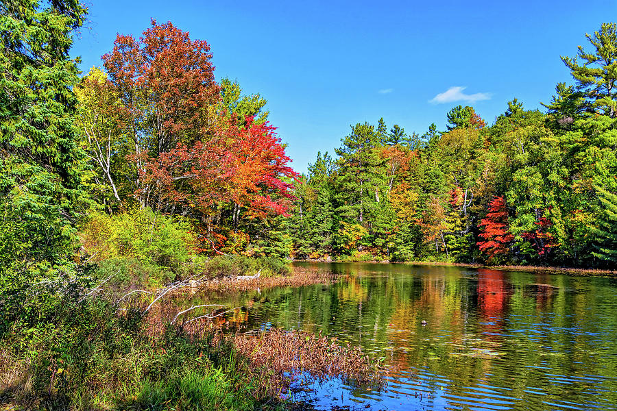 O Canada - Dueling Autumn Leaves 7 Photograph