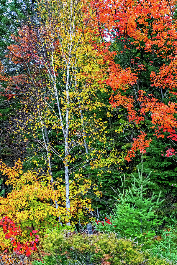 O Canada - Dueling Autumn Leaves 8 Photograph