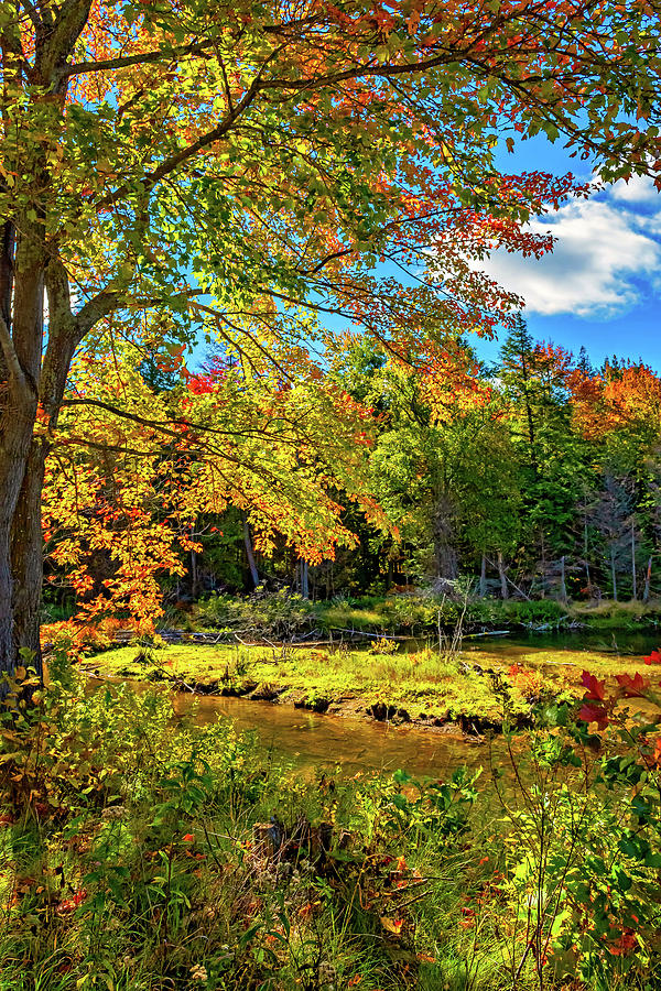 O Canada - Dueling Autumn Leaves 9 Photograph
