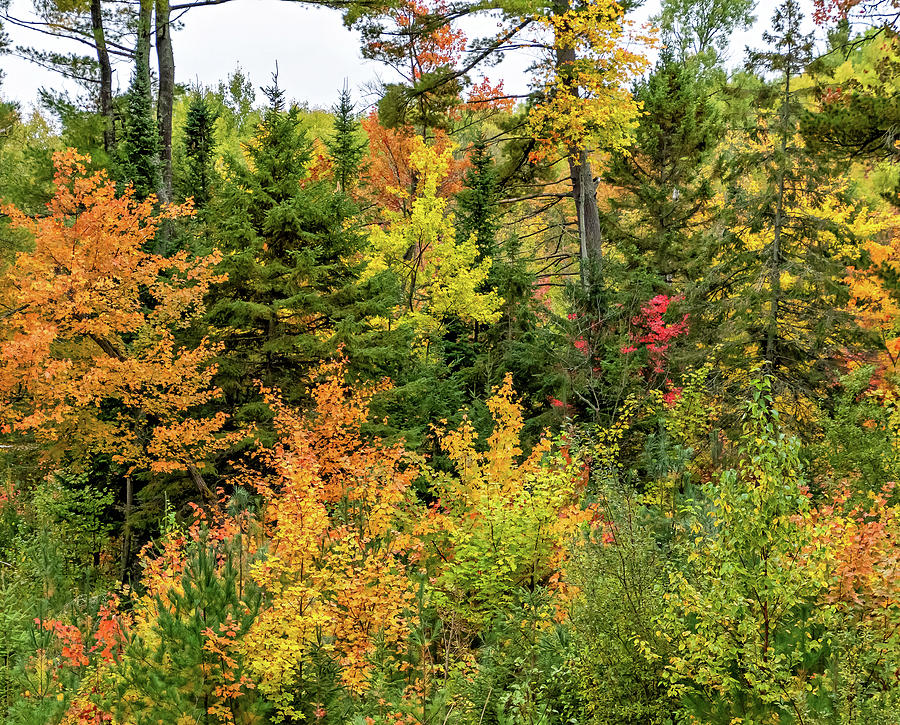 O Canada - Dueling Autumn Leaves Photograph