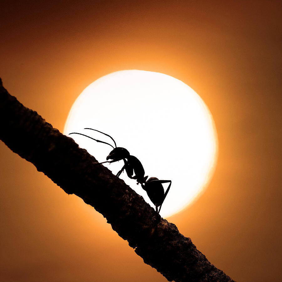 Ant Photograph - O by Hilde Ghesquiere