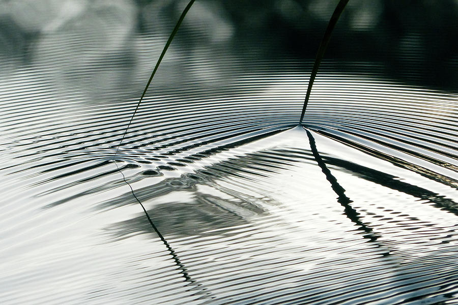 Abstract Photograph - Two Reed Leaves 1 by Harald Berner