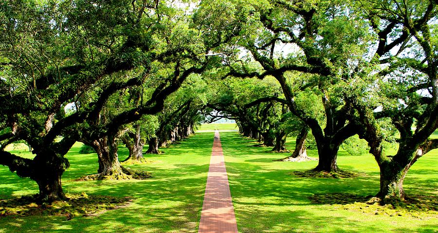 Oak Alley Plantation 2 Photograph by Lark Hickey - Pixels