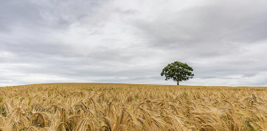 Oak and Barley Photograph by Nick Bywater