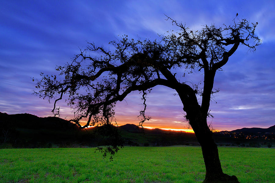 Oak at Sunset by John Rodrigues Oak at Sunset by John Rodrigues